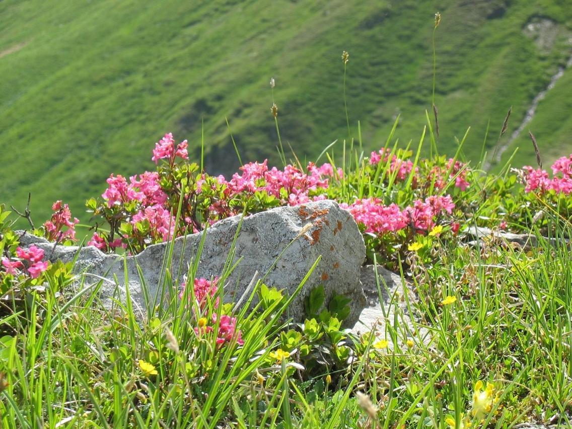 Landhaus Riesneralm Donnersbachwald Kültér fotó